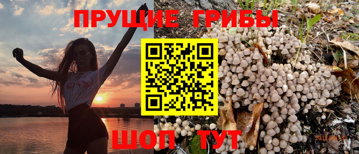 Курчатов  Галлюциногенные грибы прущие грибы  где можно купить наркотик  Псилоцибиновые грибы MAGIC MUSHROOMS  Вход с VPN 